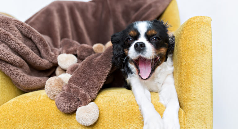 Cavalier king charles.