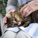Känn igenom din katt regelbundet för att upptäcka tumörer. 