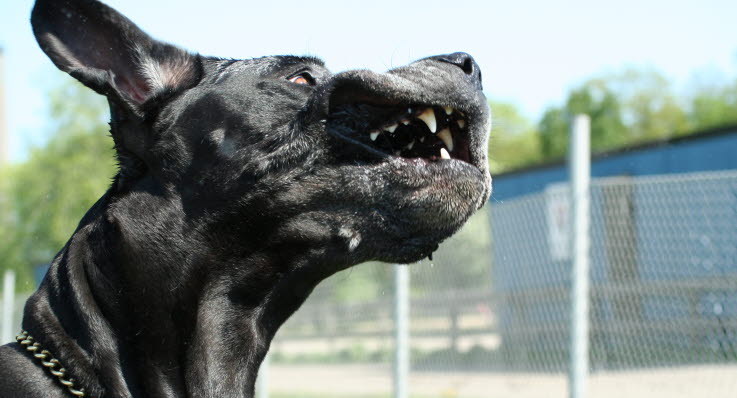 få hund att sluta skälla inomhus få hund att sluta skälla inomhus