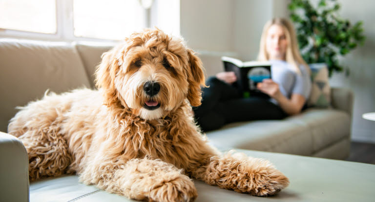 Goldendoodle vilar på soffan.