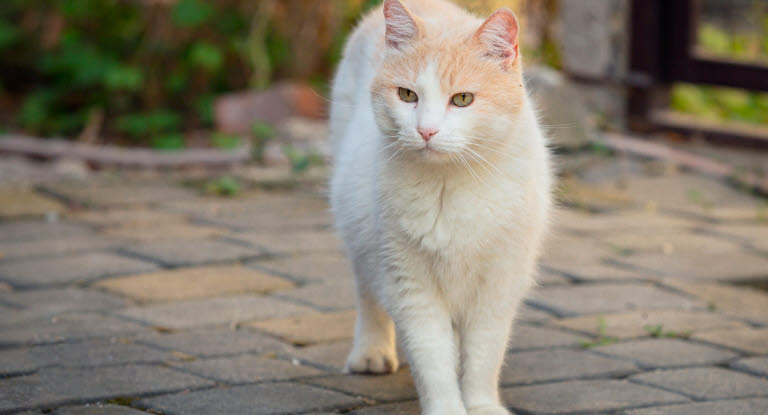 Kattrasen Turkisk van