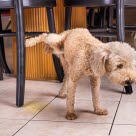 Hanhund som kissar inne