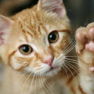 Kattförsäkring - räck upp handen om din katt förtjänar en försäkring.