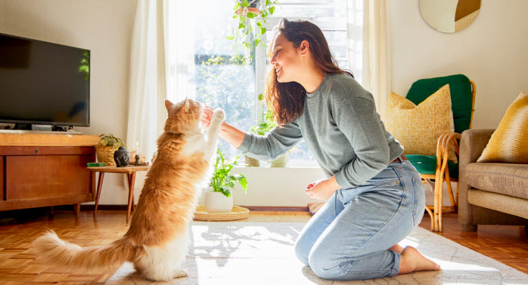 Ge din katt kattmynta genom att spraya, smörja eller placera kattmynta på exempelvis på kattens leksak .