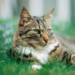 Gammal katt.