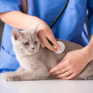 Vanliga orsaker till att katten behöver besöka veterinär.