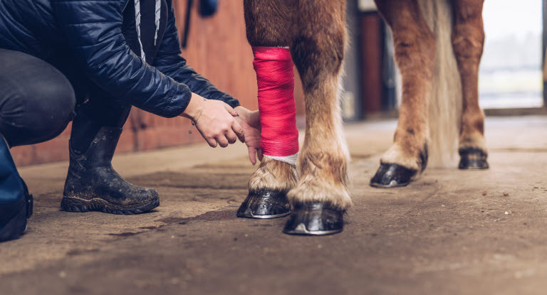 Stoppa blödning på häst