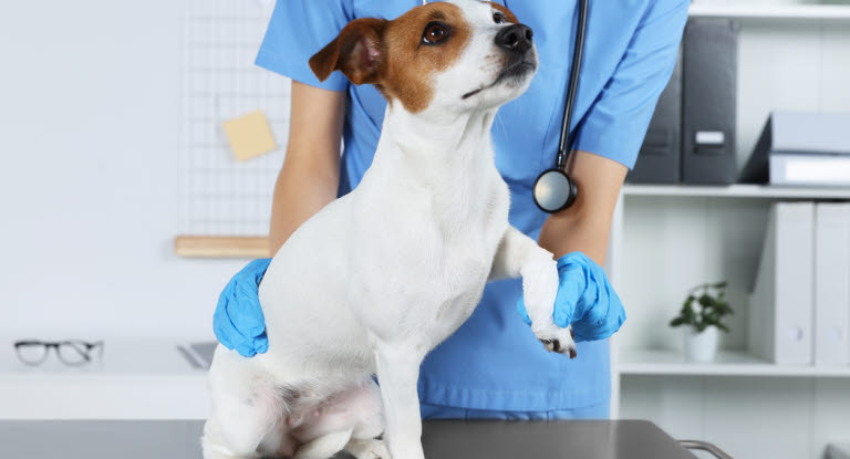 Undersökning av halt hund