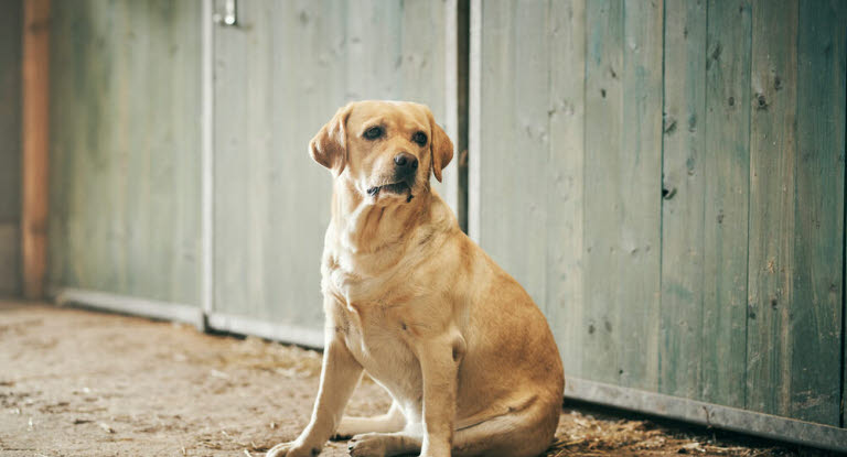 Labrador Retrievers vanliga (och mindre vanliga) sjukdomar och skador