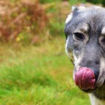 Hund som hulkar eller kräks efter att ha ätit ekollon kan ha blivit förgiftad.