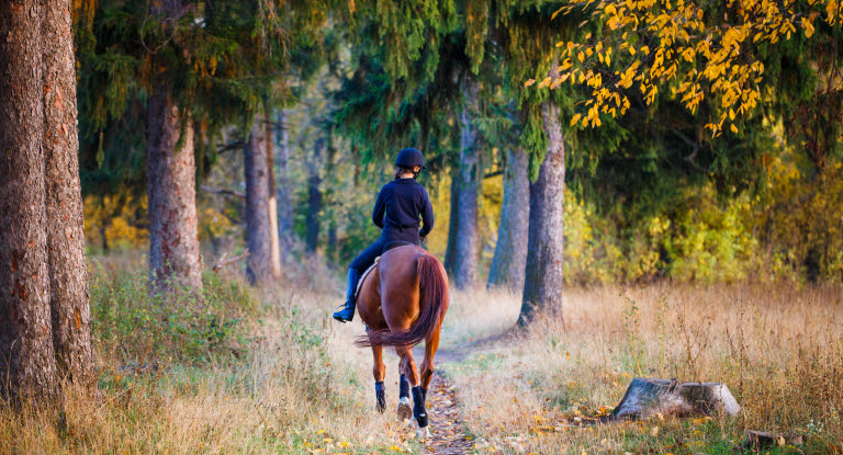 Häst och ryttare på uteritt i skogen. 