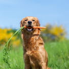 Hund som äter morötter.
