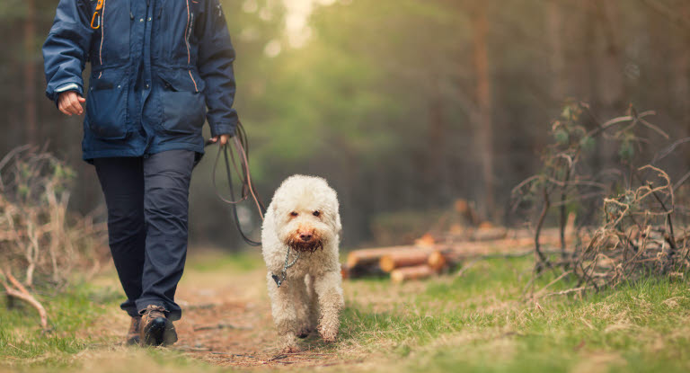 En hund som är kopplad