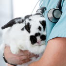 Kanin som är sjuk är på besök hos veterinären.