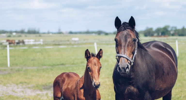 Föl och sto försäkrade med Agrias Avel Veterinärvårdsförsäkring.