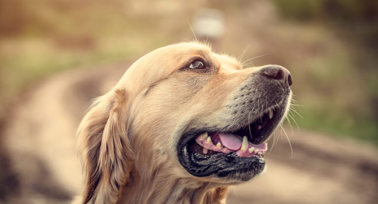 Labrador i profil utomhus.