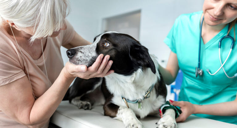 Första hjälpen för hund