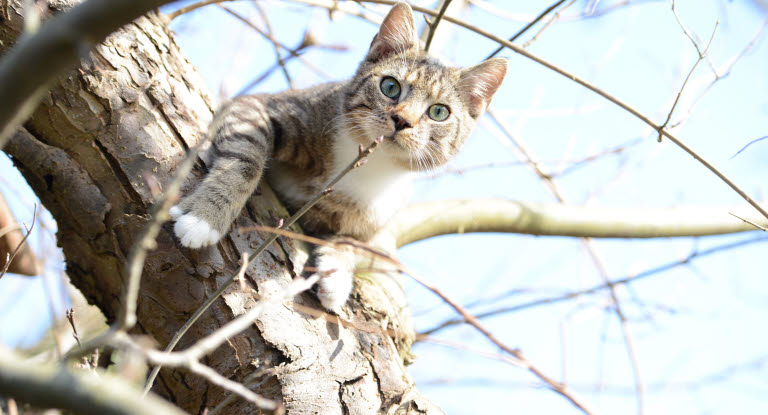Katt som jagar fåglar i ett träd.