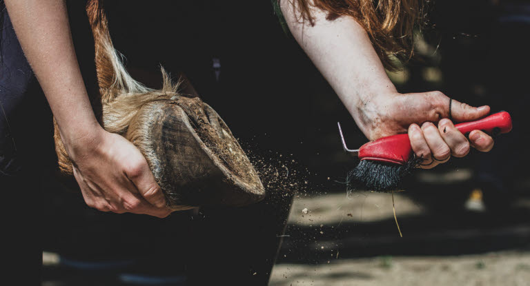 Kratsa ur hästens hov dagligen och kolla om det fastnat något främmade föremål i den.