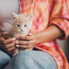Tips inför köp av katt