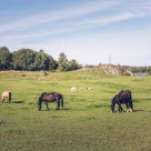 Hästar i hage