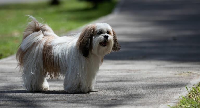 Hund kan bränna sig på asfalt
