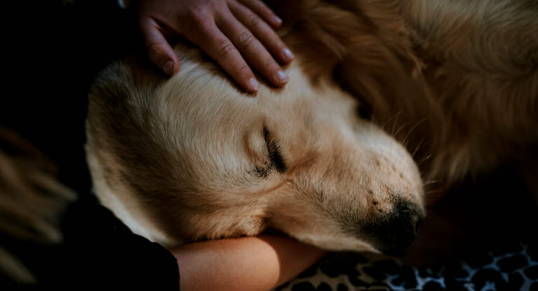 Hund som sover i sängen
