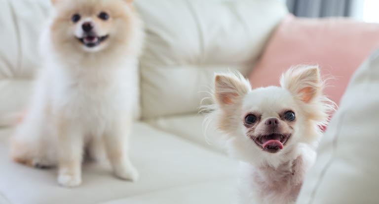 Pomeranian och chihuahua, två små hundraser.