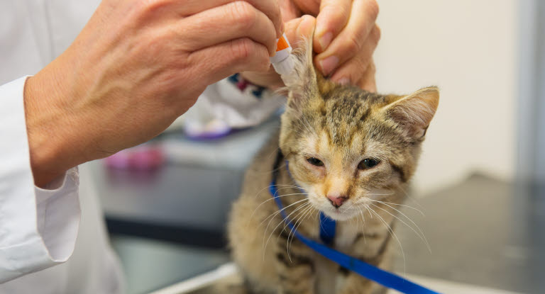 Katt med öroninflammation får behandling av veterinären.