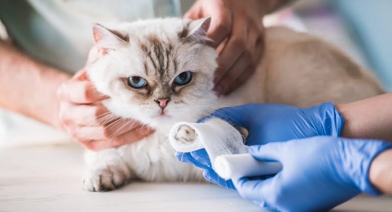 Tassbandage läggs på katt