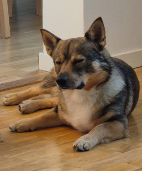 Hund ligger på golvet i villa, ser nöjd ut.