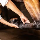 En senskada uppkommer oftast efter en överbelastning av senan.