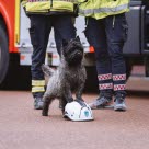 Årets bragdhund 2025