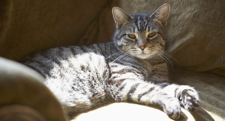 hur mycket äter en katt hur mycket äter en katt