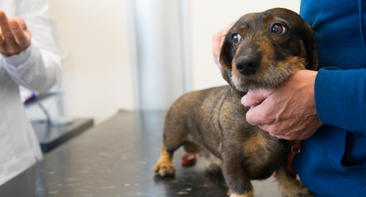 Husse håller om sin tax hos veterinären.