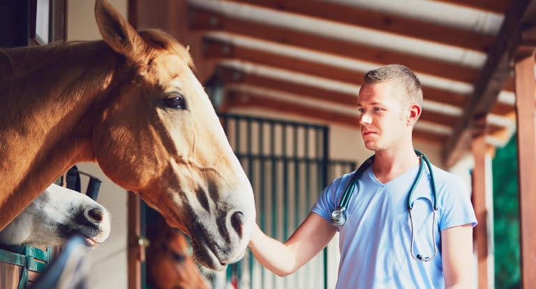 Veterinär undersöker häst för skador och sjukdomar.