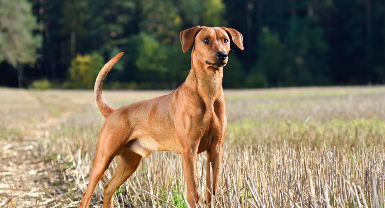 Bilden visar en normal hundsvans. Vid kroksvans är svansen krokig eller har en böj