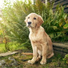 Hund som varit i kontakt med björnloka kan ge sår på hunden.