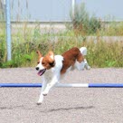 Agility är en populär träningsgren med hund.