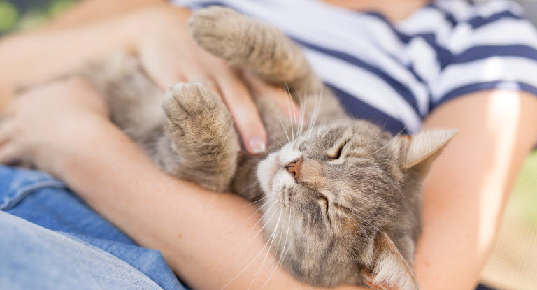 Tryggt och härligt kattliv om du tar hand om din katt på rätt sätt. 