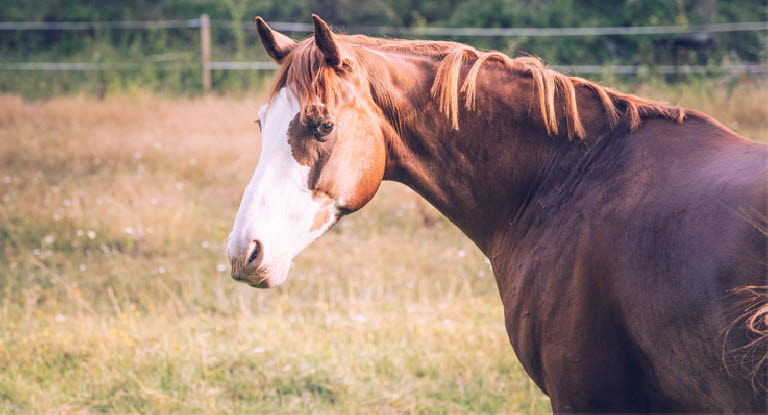 Häst försäkrad med Agrias Veterinärvårdförsäkring begränsad.