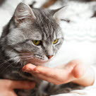 Katt får kortisontablett av matte.