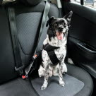 Glad hund i baksätet på bilen är säker med bilbälte.