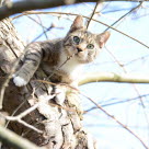 Katt som jagar fåglar i ett träd.