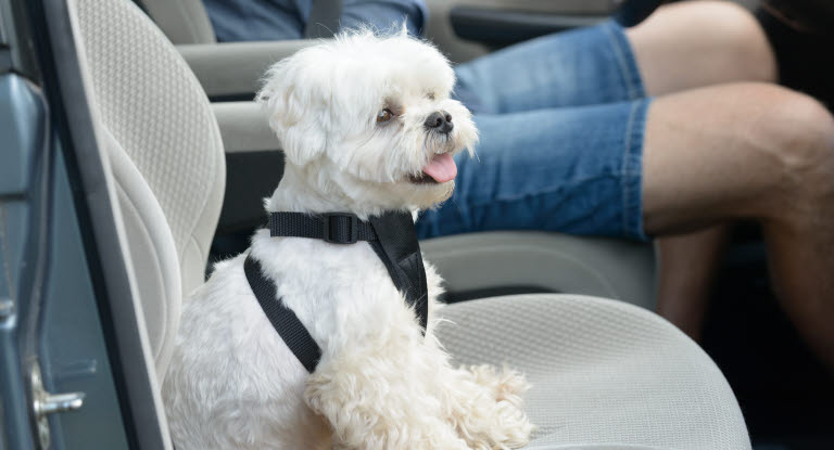 Hund sitter med säkerhetsbälte i bilen.
