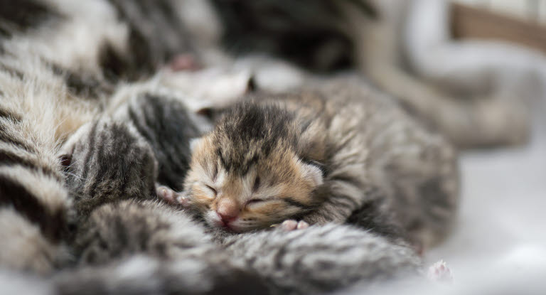 Nyfödd kattunge myser med kattmamman.