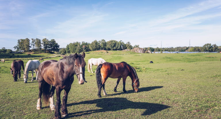 Hästar i hage.