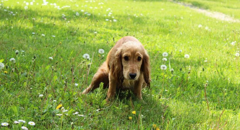 En hund som kissar ofta och lite kan vara ett tecken på urinsten.
