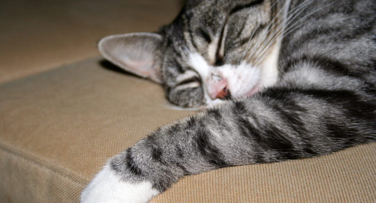 katt svullen i ansiktet katt svullen i ansiktet