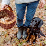 Hund och ägare letar svamp.